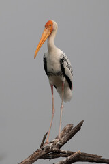 Painted Stork at Keoladeo National Park, India