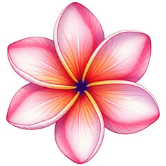 Elegant frangipani flower illustration with pink, yellow, and indigo gradient isolated on a transparent background