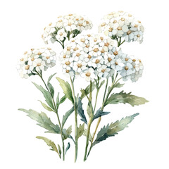 Fototapeta premium Yarrow Flower, cute watercolor illustration with intricate patterns and vibrant splashes, isolated on a white background.