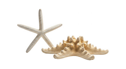 Starfish and shells isolated on a transparent background