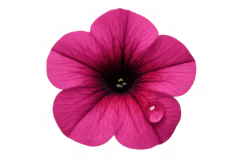 Pink petunia flower with dew drop isolated on transparent background, showcasing detailed petals and vibrant color