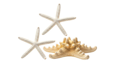 Starfish and shells isolated on a transparent background