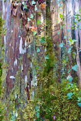 苔生す木の切り株に絡む蔦と紅葉