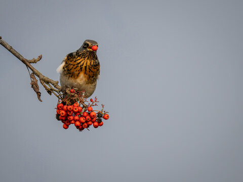 UK Fieldfare bird perched and feeding on red berries with one berry in its mouth