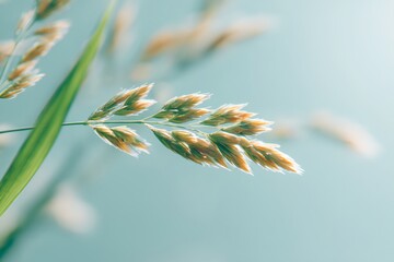 Fototapeta premium Leaf of a plant with a stem
