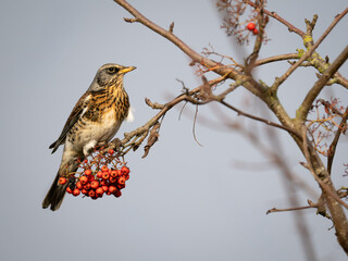 Fieldfare Bird Feeding on Red berries whilst perched on a branch full of berries