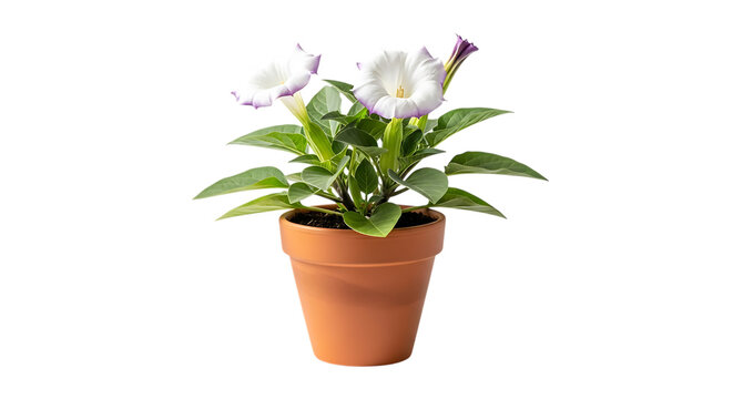 White gloxinia flowers in a clay pot isolated on transparent background