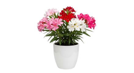 Colorful rhododendron flowers in white pot isolated on transparent background