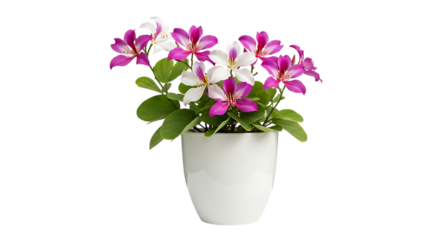 Beautiful potted azalea plant with pink and white flowers isolated on transparent background