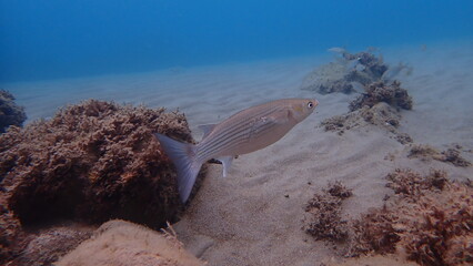 Golden grey mullet (Chelon auratus) undersea, Ligurian Sea, Italy, Imperia
