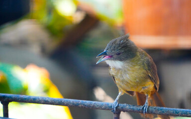 kingfisher on a branch. The Javan Myna (Acridotheres javanicus), also known as the white-vented myna on the pole