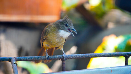bird on a fence