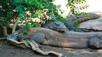 Komodo dragons mate at Reptile Park. Two Komodo Dragons laid down. Komodo dragon lizard. Endemic wild predator. Hunting coldblooded aggressive dragon.