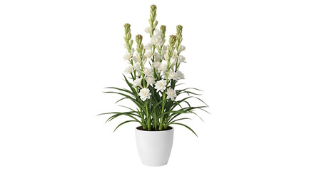 Fototapeta premium Elegant white delphinium flower arrangement in a white pot isolated on transparent background