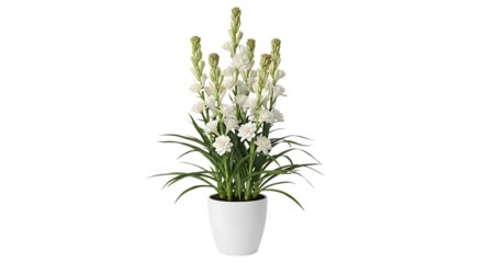 Elegant white delphinium flower arrangement in a white pot isolated on transparent background