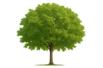 Green deciduous tree with lush foliage, a broad crown and visible trunk, isolated on transparent background