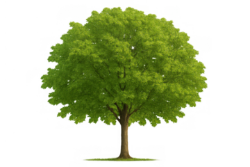 Green deciduous tree with lush foliage, a broad crown and visible trunk, isolated on transparent background