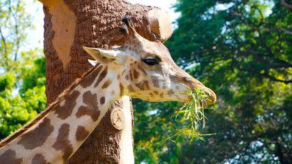 giraffe in zoo