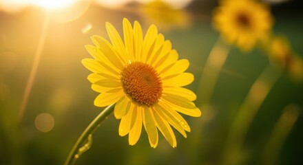Obraz premium A vibrant yellow daisy in a field with a blurred background, illuminated by the sun.