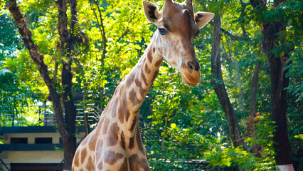 giraffe in the zoo
