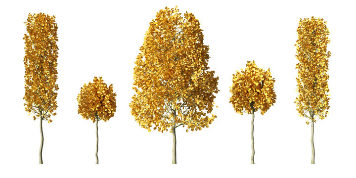 European hornbeam trees in autumn with golden yellow foliage, mixed columnar and rounded forms, realistic 3D render isolated on light green background