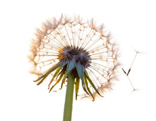 Delicate Single Dandelion Stem with Floating Seeds in a Clean Isolated Cutout for Nature, Growth, and Botanical Designs