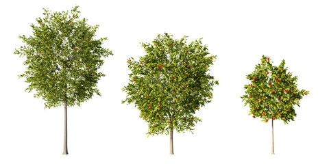 European rowan trees with clusters of bright red berries, realistic 3D render trio isolated on light green background for forest, park and landscape design