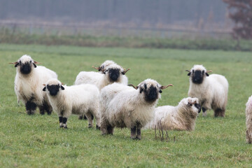 Fototapeta premium A herd of white sheep with a black beak, nose and ears. Walliser Schwarznase, Black nose sheep.