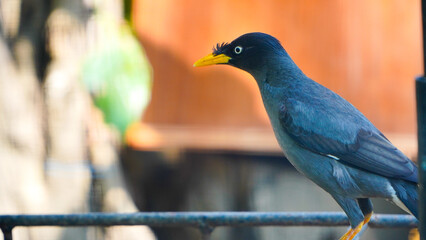 blue winged blackbird. The Javan Myna (Acridotheres javanicus), also known as the white-vented myna on the pole