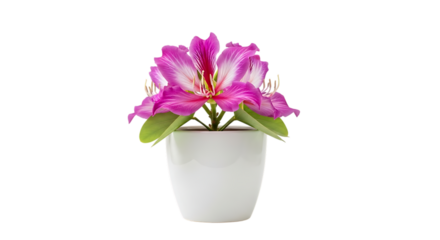 Pink azalea flower in white pot isolated on transparent background