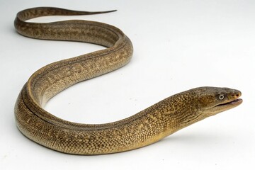 Obraz premium Moray eel with mottled brown skin coiled on a white background