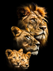 Lion family in vertical linear perspective. Close-up on the faces of the lion, lioness, and their two cubs. Minimalist dark background. Luxurious decor. AI-generated image.