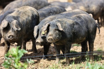 Elevage de porcs noir de Bigorre
