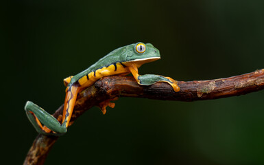 Fototapeta premium Splendid leaf frog in Costa Rica 