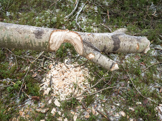 Aspen trunk cut by beaver