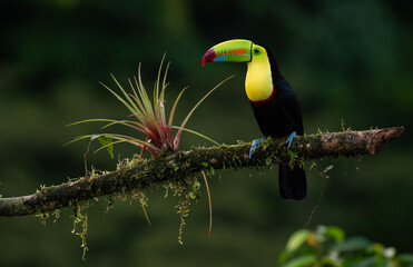 Toucan in the rainforest of Costa Rica 