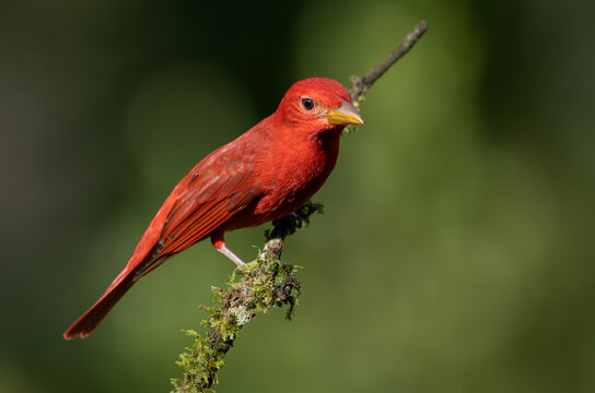 A summer tanager in Costa Rica 