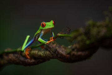 Red-eyed tree frog in Costa Rica 