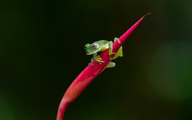 A glass frog in Costa Rica 