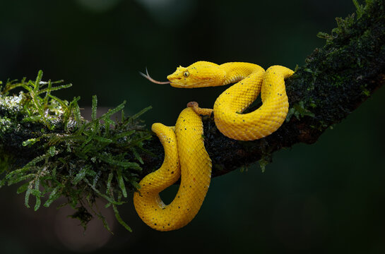 An eyelash viper in Costa Rica 