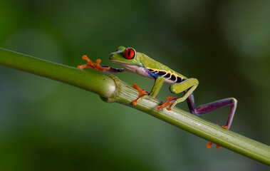 Red-eyed tree frog in Costa Rica 