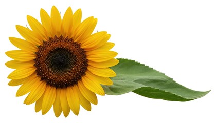 Obraz premium Radiant Sunflower Bloom with Leaf on White Background.