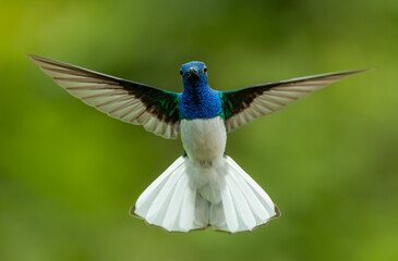 Naklejka premium A hummingbird in Costa Rica 