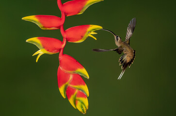 Naklejka premium A hummingbird in Costa Rica 