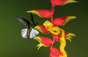 A hummingbird in Costa Rica 