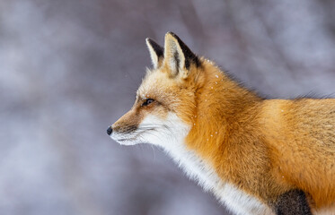 Fototapeta premium Snowy red fox