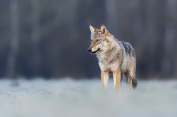 Grey wolf ( Canis lupus ) close up