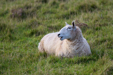 Sheep is laying in a field of grass