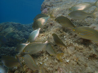 Salema porgy or dreamfish (Sarpa salpa) undersea, Ligurian Sea, Italy, Imperia