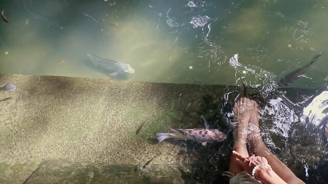 Overhead view of feet soaking in a spring pool with Nile tilapia or Oreochromis niloticus swimming and gently nibbling, Old Enchanted Balete Tree in Lazi Siquijor, Philippines